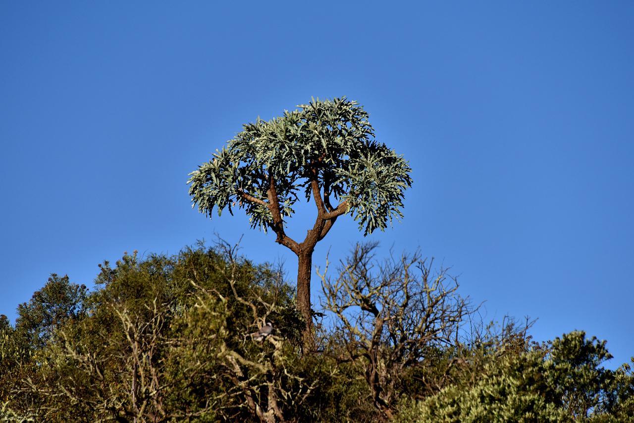 Tredenham Boutique Hotel Bloemfontein Bagian luar foto The tree