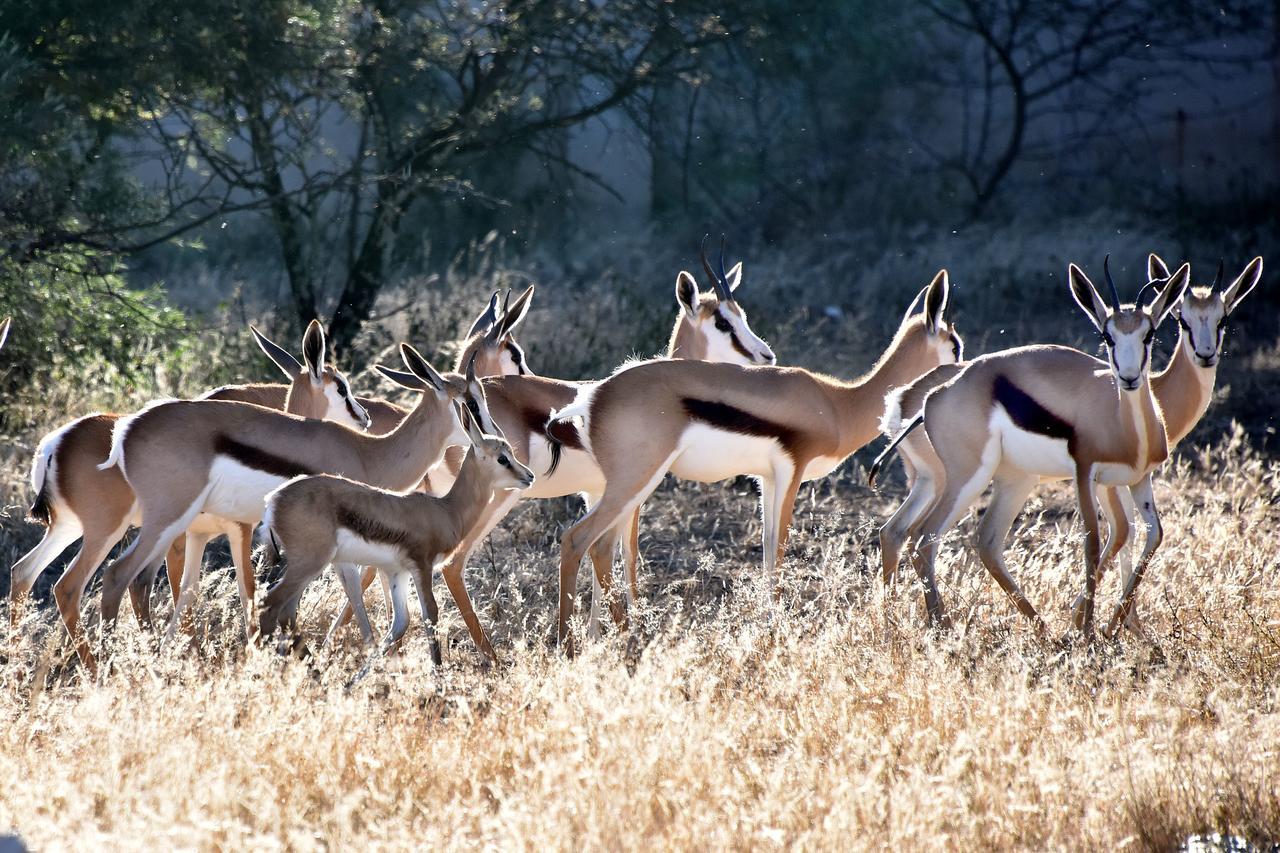 Tredenham Boutique Hotel Bloemfontein Bagian luar foto Springbok